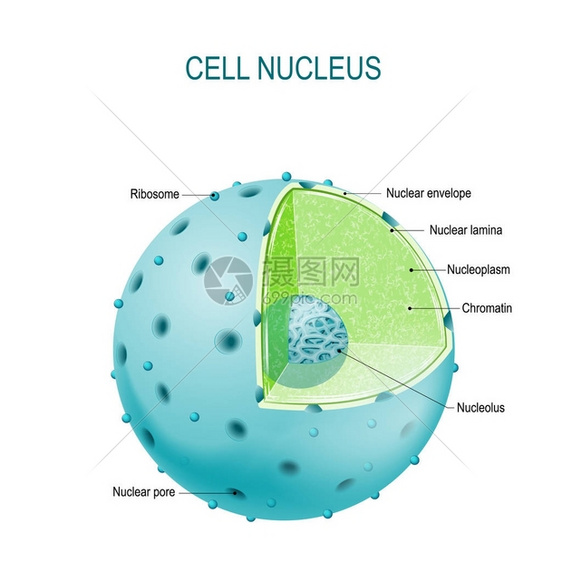 细胞核的组成部分图片