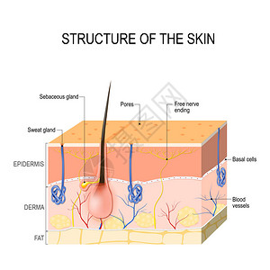 皮脂腺和汗腺皮肤层图片