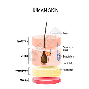 具有毛囊汗液和皮脂腺的人体皮肤层表皮真皮下组织和肌肉组织用于您的设计和医疗用图片