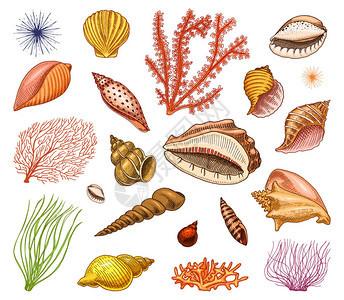 海贝壳设置或软体动物不同的形式海洋生物刻在旧素描老式风格的手画航海或海洋怪物或食物海洋中的动物图片