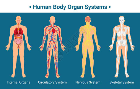 人体器官系统海报图片