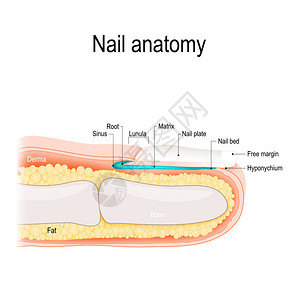 指甲的结构人体解剖学图片