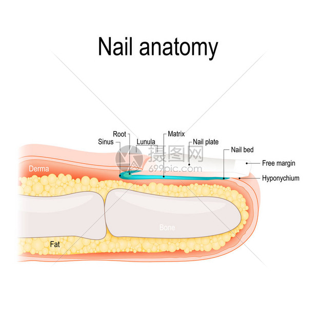 指甲的结构人体解剖学图片