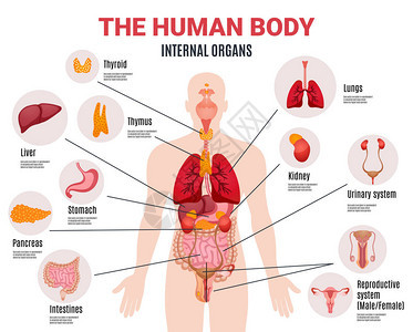 人体内脏图表海报图片