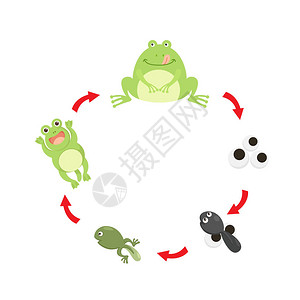 插图生命周期青蛙向量图片