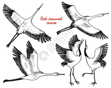飞行中的野鸟动物在自然界或在天空中鹤或鹤鹳或shadoof和白鹳的翅膀雕刻素描手画的复古风格图片