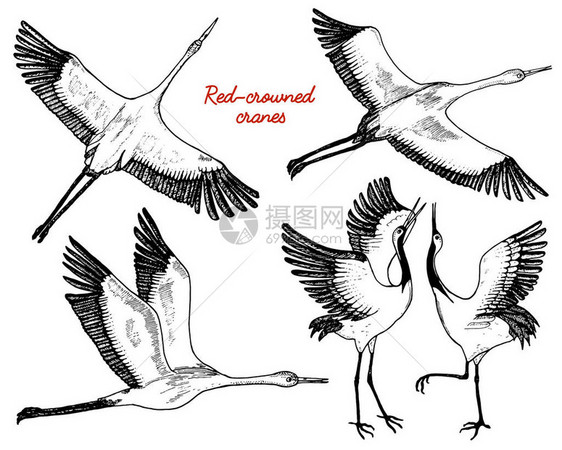 飞行中的野鸟动物在自然界或在天空中鹤或鹤鹳或shadoof和白鹳的翅膀雕刻素描手画的复古风格图片