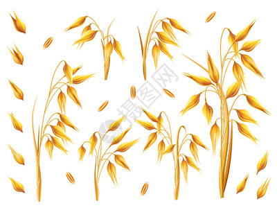 现实的一堆燕麦或大麦隔离在白色上向量组的燕麦五谷杂粮收获农业或面包店主题天然成分元素图片