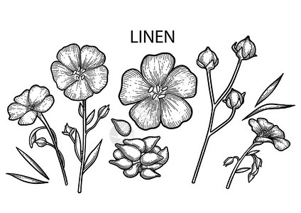 花,群图形亚麻布集在白色背景上孤立的花粉设计元素为成人和插画