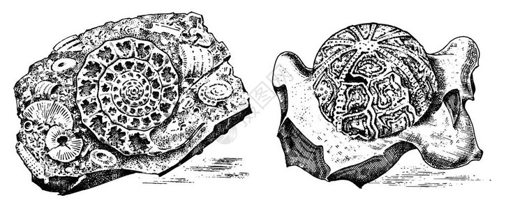 片断化石史前死的动物的骨骼在石头亚扪人和三叶虫海胆和海百合考古学或古生物学刻手工画的老复古素描矢量插图图片