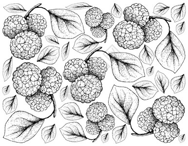 热带水果手绘素描的插画壁纸新鲜的甜桑椹或桑叶果挂在白色背景上的树枝上图片