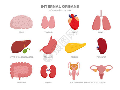 可爱的人体器官矢量卡通插图在平面设计中器官图标集上白色孤立心肝脑胃肺肾肠胰腺膀胱图片