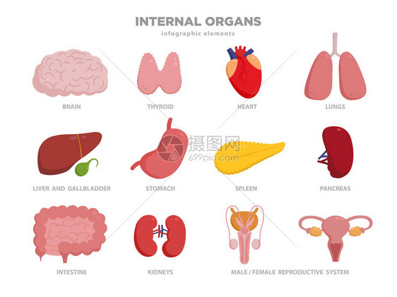 可爱的人体器官矢量卡通插图在平面设计中器官图标集上白色孤立心肝脑胃肺肾肠胰腺膀胱图片