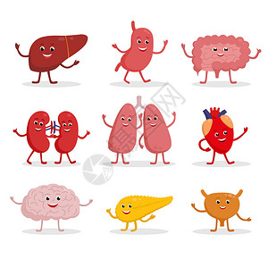 平面设计中的人体器官矢量卡通插图可爱的微笑健康器官图标集隔离在白色心肝脑胃肺肾图片