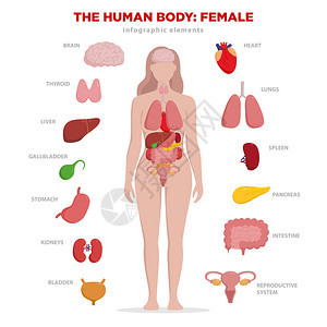 人体解剖学图表元素与一套内部器官被隔绝在白色背景和被安置在女身体妇女生殖器官与女孩剪影和图标在附近背景图片