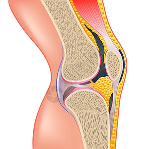 膝关节解剖学在白色真实感矢量图上被隔离图片