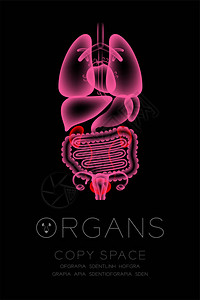 女器官X光肾和布拉德感染的概念图片
