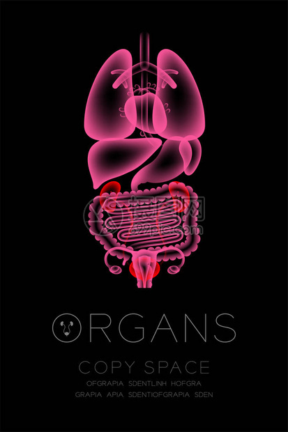 女器官X光肾和布拉德感染的概念图片