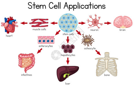 骨细胞干细胞应用示意图插图插画