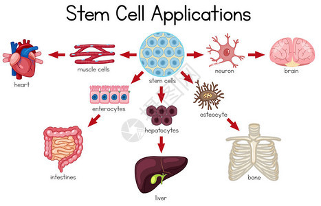 干细胞应用示意图插图图片