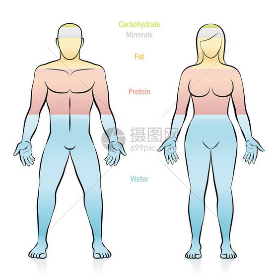 组成正常体重女主要分子的组成水脂蛋白矿物质和碳水化合物说明人体的基本组成部分图片