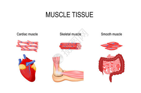 肌肉组织的类型图片