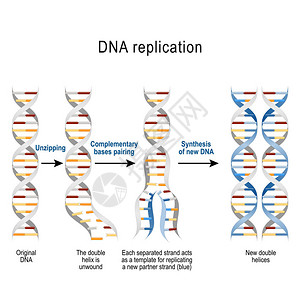 基因复制脚步双螺旋展开每个分离的链充当复制新链的模板用于科学医学和图片
