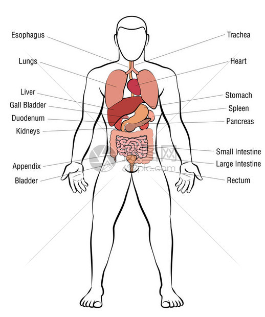 内脏器官图片