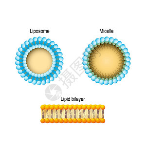 细胞膜脂双层胶束脂质体磷脂水溶液结构膜结构的详细图表模型生物科学和医学用途的矢量插图图片
