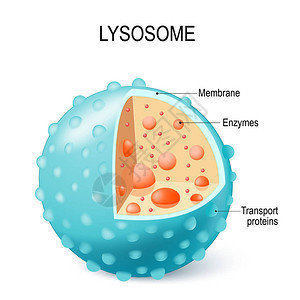 这种细胞器使用酶来分解和消化食物颗粒图片