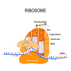 核糖体的解剖核糖体与mRNA的相互作用翻译起始过程生物蛋白质合成你的设计医学生物和科学使用的矢量图图片