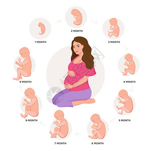 孕妇和胚胎发育月由月周期由1到9月到出生以胚胎图标医学图表元素在下被隔绝矢量平面插图集图片
