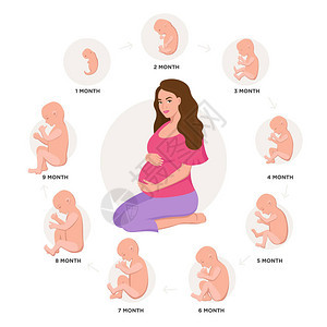 孕妇和胚胎发育月由月周期由1到9月到出生以胚胎图标医学图表元素在下被隔绝矢量平面插图集背景图片