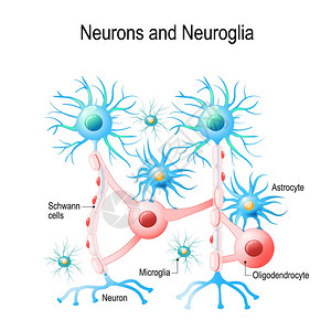 神经元和神经胶质细胞胶质细胞是大脑中的非神经元细胞有不同类型的神经胶质细胞图片