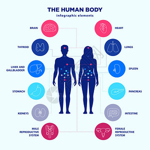 人体图表元素男女剪影和内脏线图标集矢量平面设计医学图形符号内器官位置诊所解剖学图片