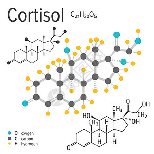 载体皮质醇分子的化学表达式图片