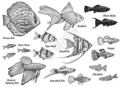 汇集水族馆鱼例证图画雕刻墨水线艺术载体图片