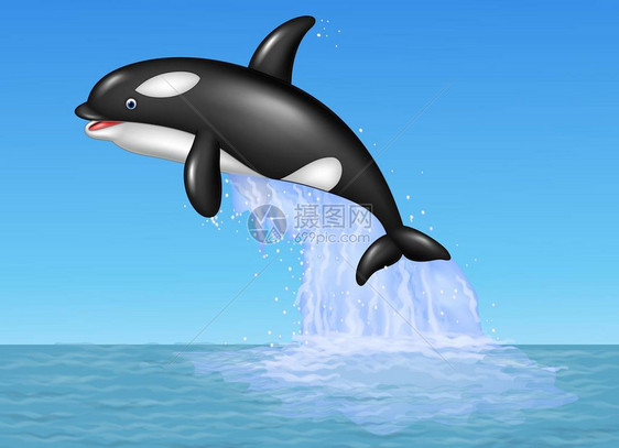 卡通虎鲸在蓝色海洋背景上跳跃的矢量插图图片
