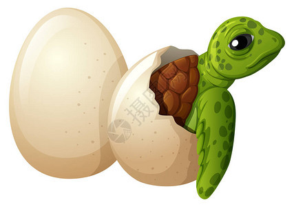 小海龟孵化插图背景图片