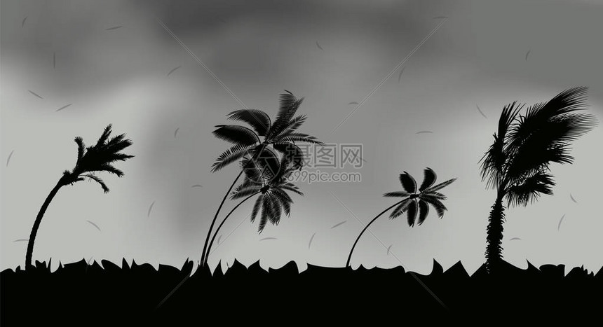 风暴和飓风期间的棕榈树图片