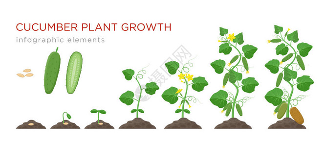 黄瓜植物生长阶段在平面设计中的信息图表元素图片素材