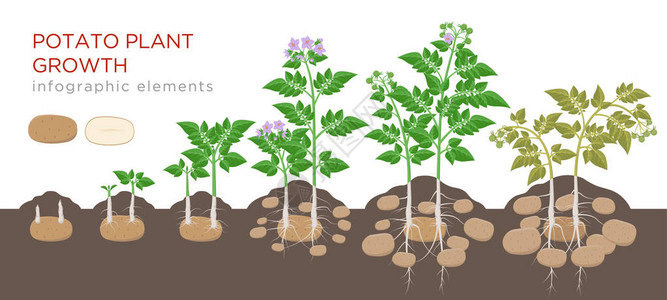 马铃薯植物从种子到成熟蔬菜在上分离的植物上的生长过程平面设计中的马铃薯生长阶段种植过程植物生命周期图片