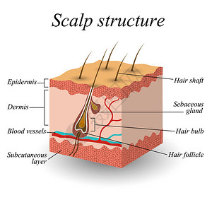 头发皮的结构解剖培训海报矢量插图图片