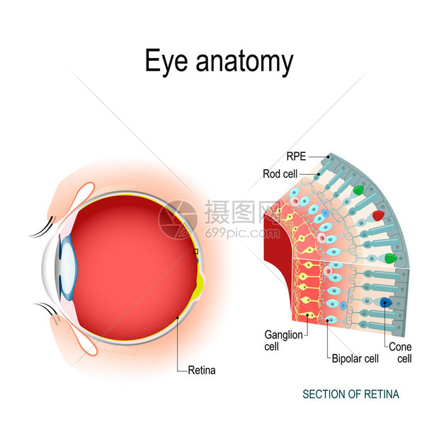 眼睛解剖杆状细胞和锥状细胞视网膜细胞的排列显示在横截面中用于您的设计生物科学和医疗图片