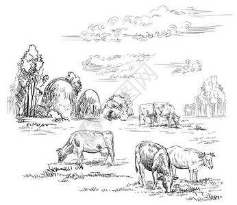 矢量手绘插图奶牛站在配置文件中的牧场上乡村景观单色矢量手绘草图插在白色图片