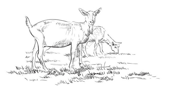 矢量手绘插图山羊在牧场站在轮廓单色矢量手绘草图插图隔离在白色上图片