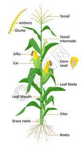 玉米植物图信息图表元素与玉米植物的部分花药流苏玉米穗玉米棒根茎丝开花种子水果矢量百科全书图片