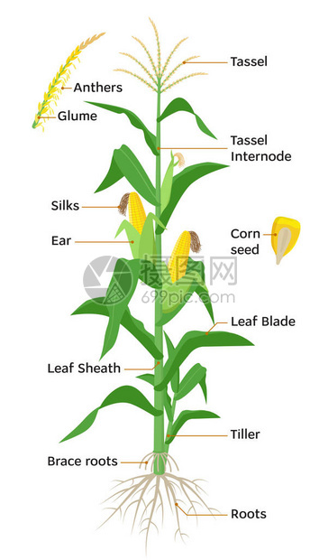 玉米植物图信息图表元素与玉米植物的部分花药流苏玉米穗玉米棒根茎丝开花种子水果矢量百科全书图片