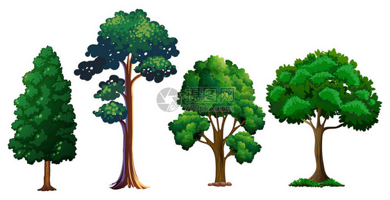 一组不同的树插图图片