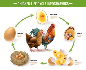 鸡生命周期信息图图片